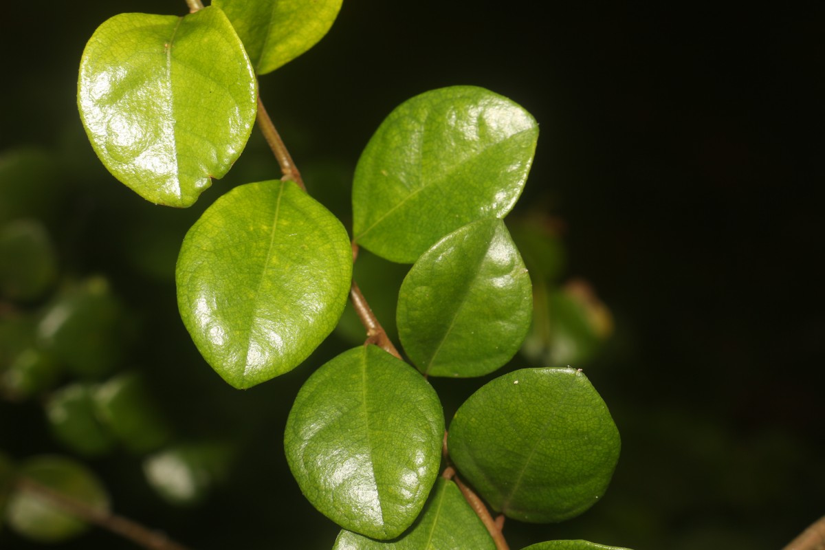 Ficus diversiformis Miq.